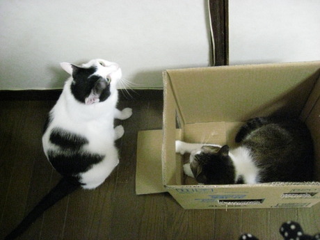 　本日の一枚　～のらとホルス～