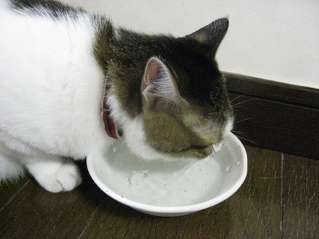 　本日の一枚　～のら～
