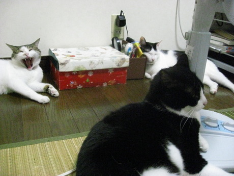 　本日の一枚　～のらとホルスと田中さん～