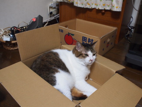 　本日の一枚　～のら～