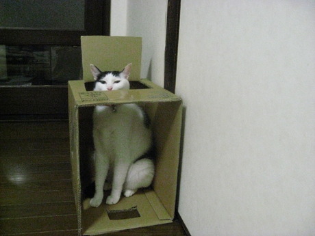 　本日の一枚　～ホルス～