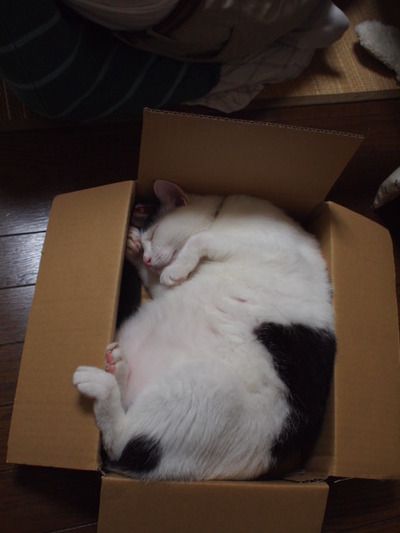 　本日の一枚　～ホルス～