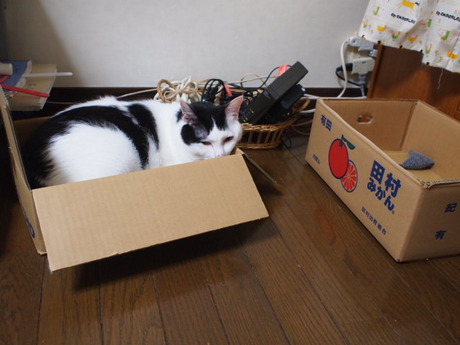 　本日の一枚　～ホルス～