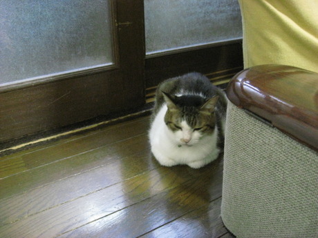 本日の一枚　～のら～