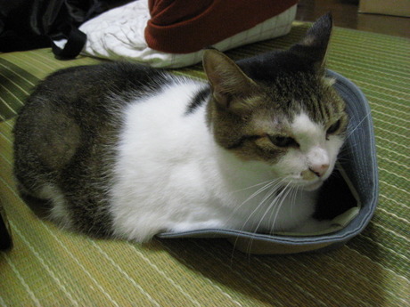 本日の一枚　～のら～