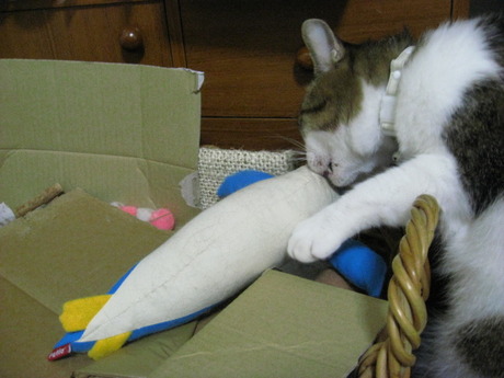 本日の一枚　～のら～