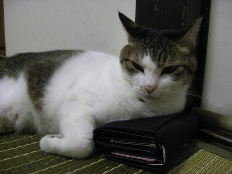 本日の一枚　～のら～