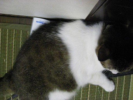 本日の一枚　～のら～