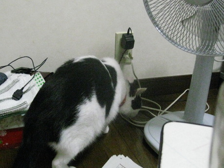 　本日の一枚　～ホルス～