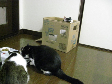 　本日の一枚　～のらとホルスと田中さん～