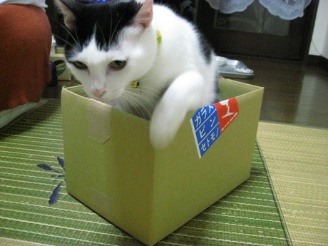 本日の一枚　～ホルス～