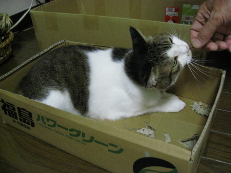 本日の一枚　～のら～