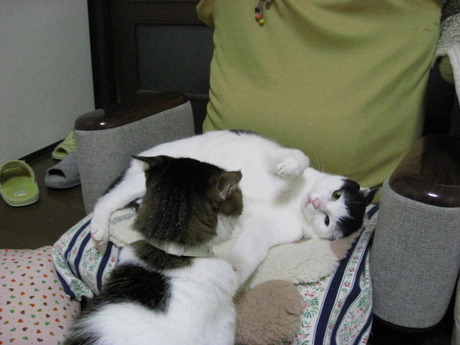本日の一枚　～のらとホルス～