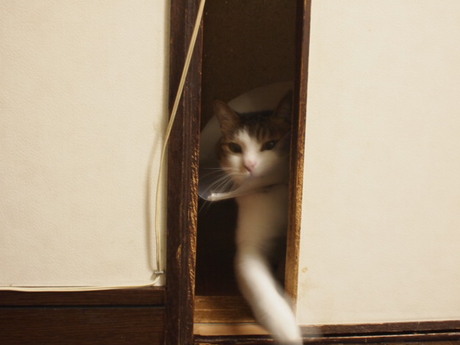 　本日の一枚　～のら～