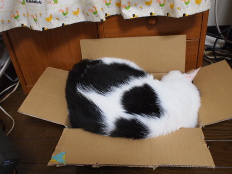 　本日の一枚　～ホルス～