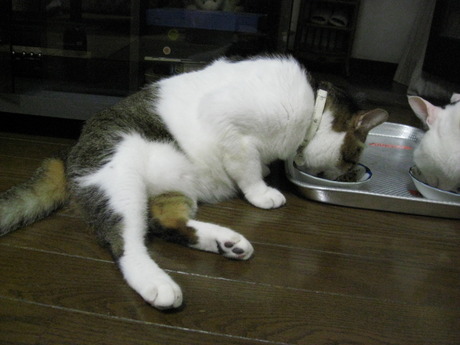 本日の一枚　～のら～