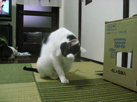 　本日の一枚　～ホルス～