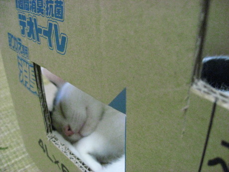 　本日の一枚　～ホルス～
