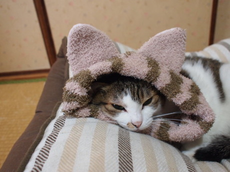 　本日の一枚　～のら～