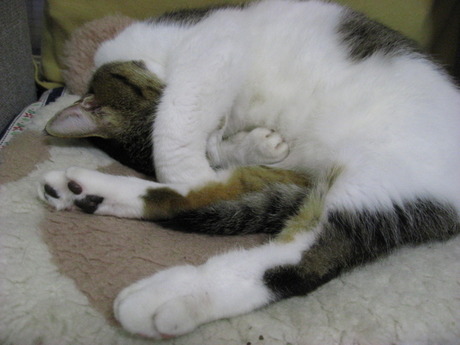 本日の一枚　～のら～