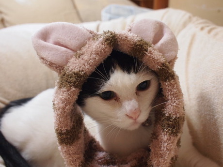 　本日の一枚　～ホルス～