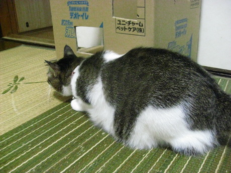 　本日の一枚　～のら～