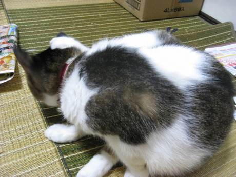 　本日の一枚　～のら～
