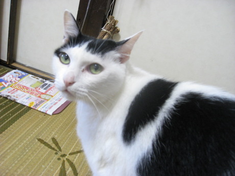 　本日の一枚　～ホルス～