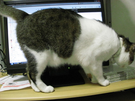 本日の一枚　～のら～