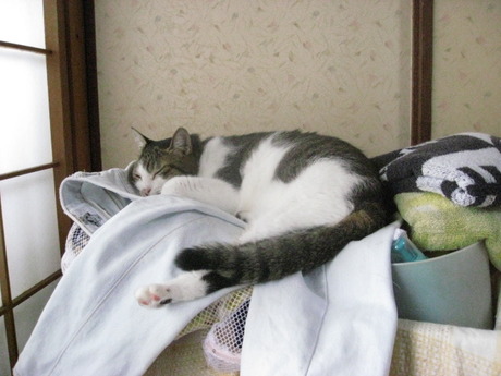 　本日の一枚　～のら～