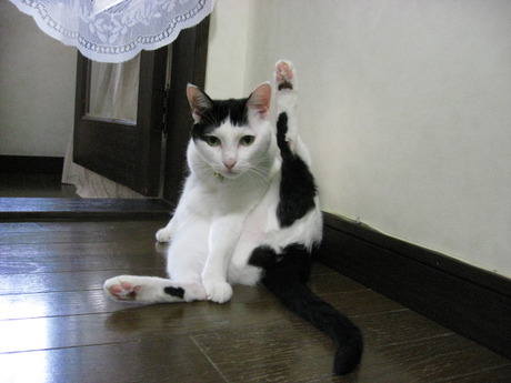 本日の一枚　～ホルス～