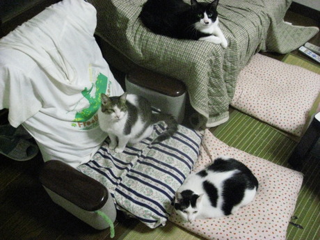 　本日の一枚　～のらとホルスと田中さん～