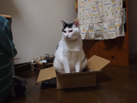 　本日の一枚　～ホルス～