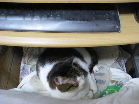 　本日の一枚　～のら～