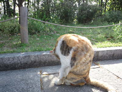 　本日の三枚