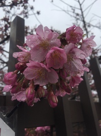 淀の河津桜祭りに出店致します