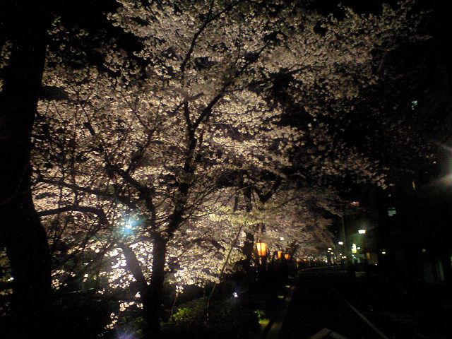 うれしすぎ木屋町夜桜ライトアップ