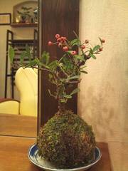 今月の苔玉。