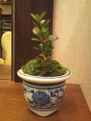 今月の苔玉。