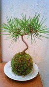 またまた苔玉！！