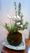 またまた苔玉！！