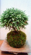 またまた苔玉！！