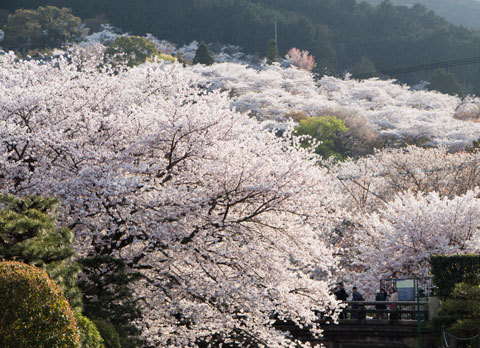 山が桜に包まれて（琵琶湖疏水）