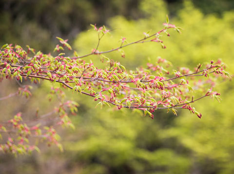名残りの桜とモミジの花たち（大原・阿弥陀寺）