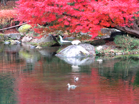 水の中の紅葉狩り（大津・びわこ文化公園）