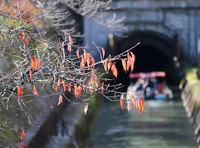 枯れ木の桜並木をゆく（大津市・琵琶湖疏水）