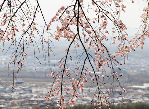 街を見下ろす枝垂れ桜（京都府井手町・地蔵禅院）