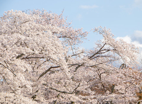 桜の雪景色（大津・三井寺）