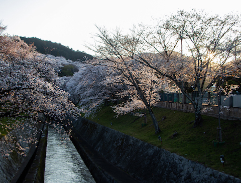 夕暮れ時の桜（大津・琵琶湖疏水）
