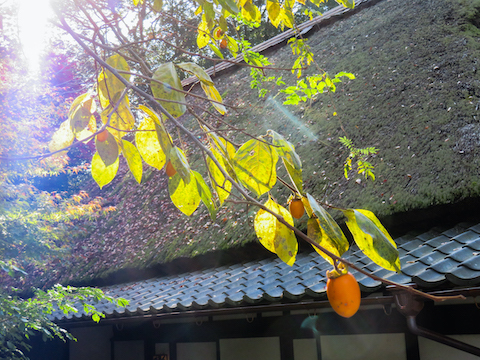 秋の風景（大津市・寿長生の郷）